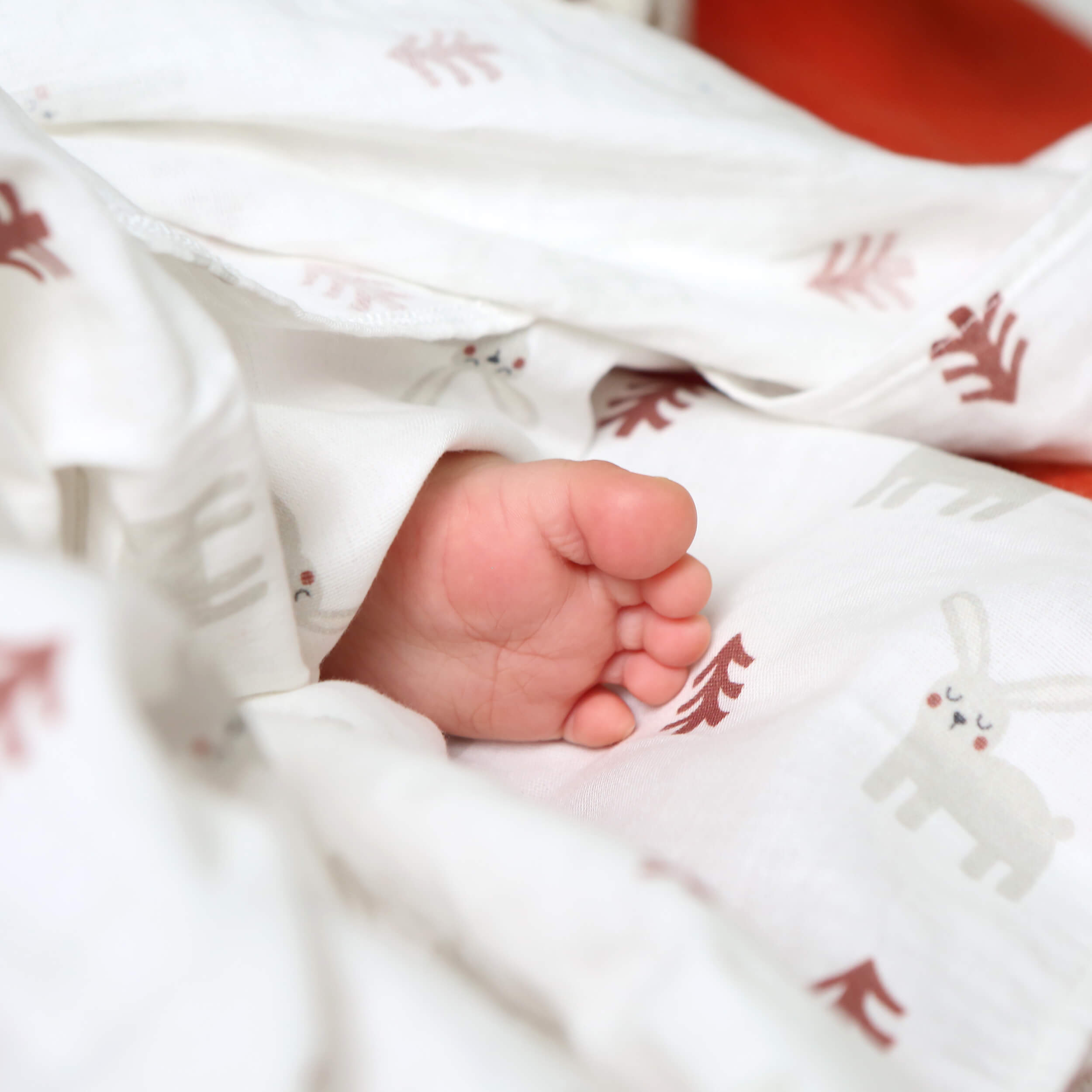 Baby’s feet wrapped in bunny print cotton swaddle